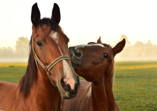 bisous chevaux