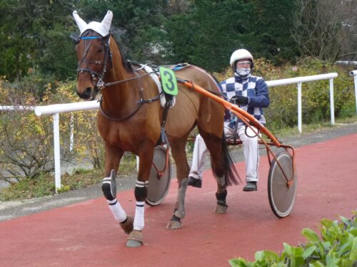 trotteur entrant en piste