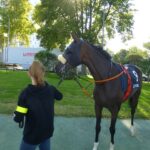 cheval au paddock