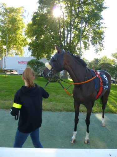 cheval au paddock