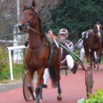 trotteur qui va entrer en piste