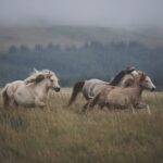 3 chevaux dans la brume
