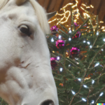 sapin de Noël et tête de cheval