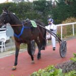 trotteur qui va entrer en piste