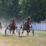trotteurs en course