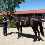 trotteur attelé