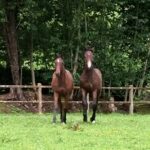 chevaux au pré